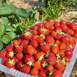 Beeren und Gemüse zum Selberpflücken Weidmann Embrach