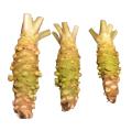 Wasabi frisch S aus Japan