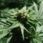 CannaGate