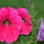 Bangerter Gartenbau AG