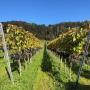 NEUKOM.WEINGUT