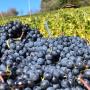 NEUKOM.WEINGUT