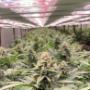 Hempner International AG