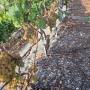 Vendanges