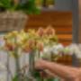 Blumen Stricker