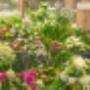 Blumen Stricker