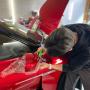Eros Motorsport - Folienlounge & Carrosserie