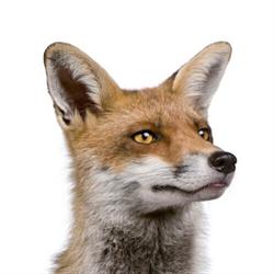 küchenfuchs.ch