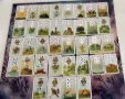 Lenormand Grosse Tafel Me4dium Charlotte ohne Vorabinfo