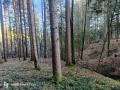 www.diisbrennholz.ch